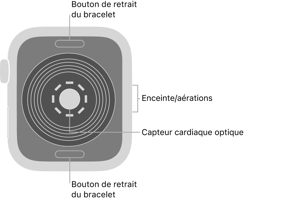 L’arrière de l’Apple Watch SE, avec les boutons de retrait du bracelet en haut et en bas, le capteur optique de fréquence cardiaque au milieu, ainsi que le haut-parleur et les aérations sur le côté.