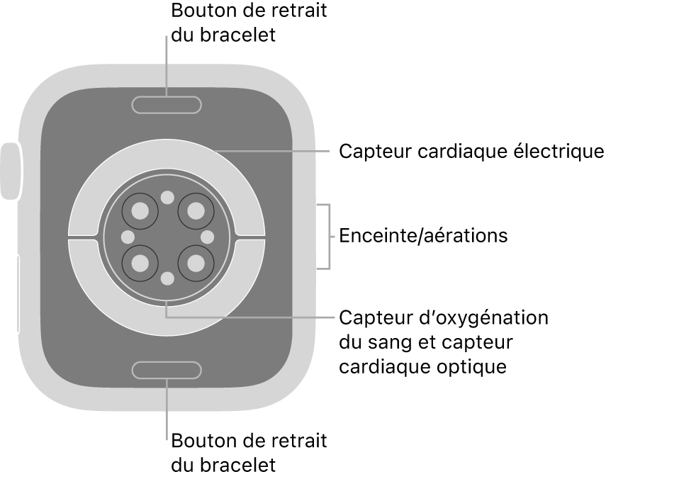 L’arrière de l’Apple Watch Series 6, avec les boutons de retrait du bracelet en haut et en bas, les capteurs électriques de fréquence cardiaque, les capteurs optiques de fréquence cardiaque et les capteurs d’oxygénation du sang au milieu, ainsi que le haut-parleur et les aérations sur le côté.