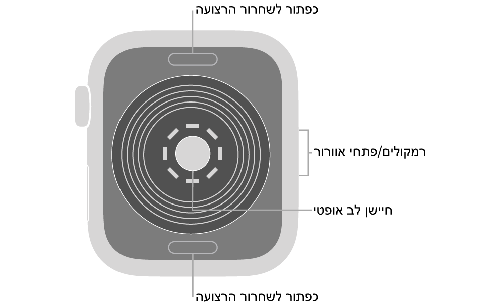 החלק האחורי של Apple Watch SE עם כפתורי שחרור הרצועה למעלה ולמטה, חיישן הדופק האופטי בחלק המרכזי והרמקול/פתחי האוורור בצד.