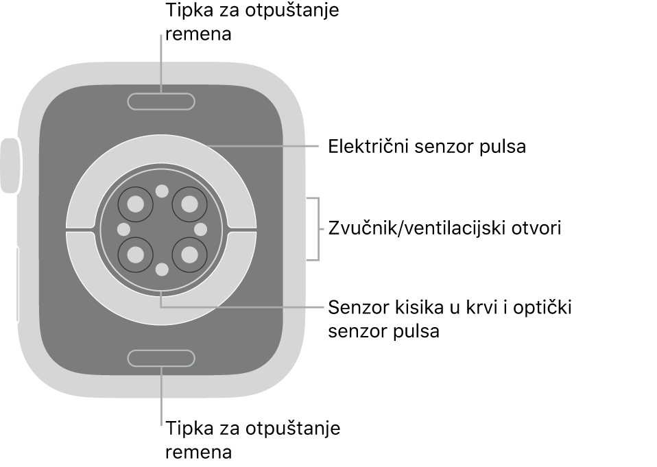 Stražnja strana modela Apple Watch Series 6 s tipkama za otpuštanje remena pri vrhu i dnu, električnim senzorima srca, optičkim senzorima srca i senzorima za zasićenost kisikom po sredini te zvučnik/zračni ventili sa strane.
