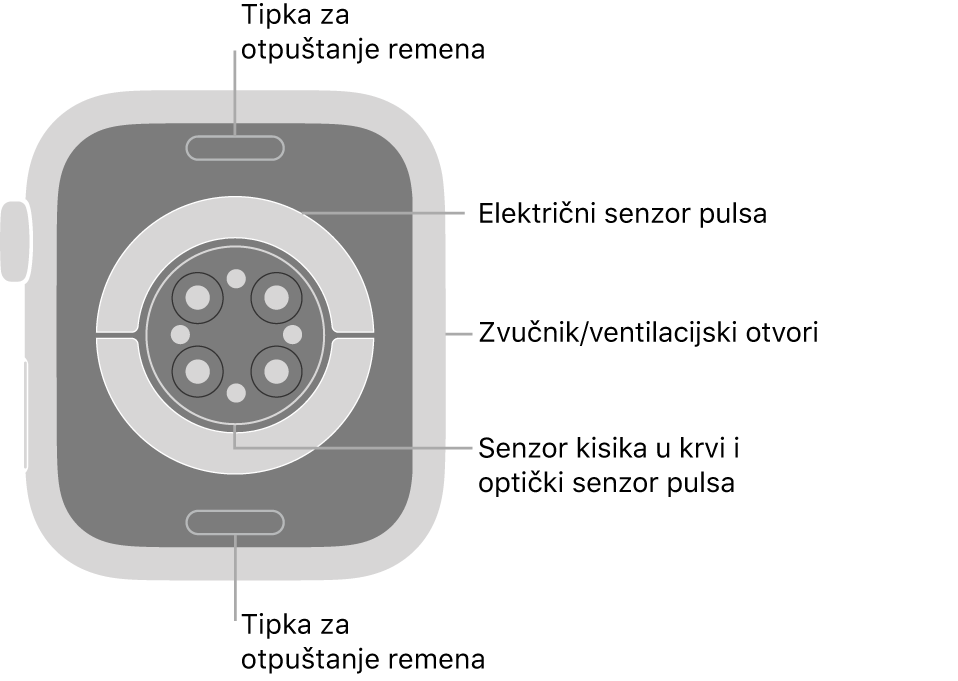 Stražnja strana modela Apple Watch Series 7 s tipkama za otpuštanje remena pri vrhu i dnu, električnim senzorima srca, optičkim senzorima srca i senzorima za zasićenost kisikom po sredini te zvučnik/zračni ventili sa strane.