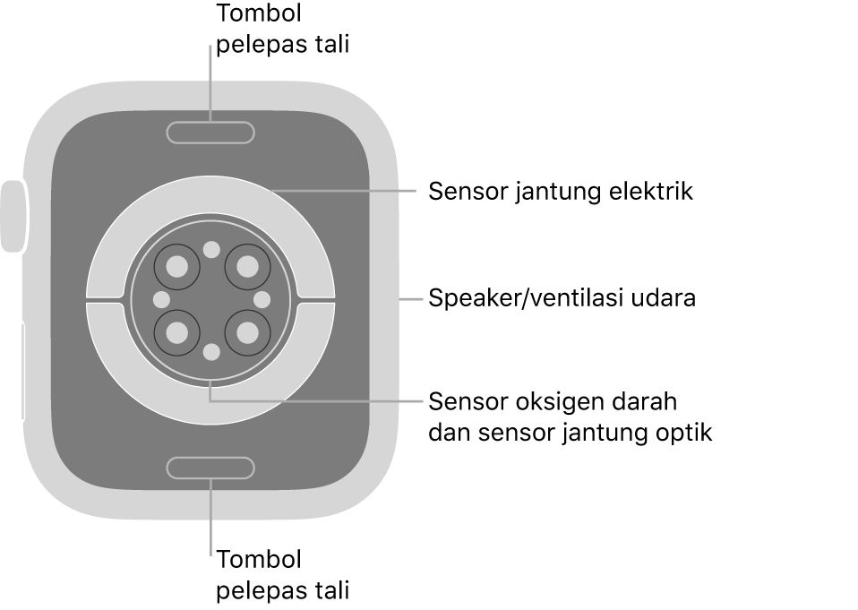 Bagian belakang Apple Watch Series 7, dengan tombol pelepas tali di bagian atas dan bawah, sensor jantung elektrik, sensor jantung optik, dan sensor oksigen darah di bagian tengah, dan speaker/ventilasi udara di bagian samping.