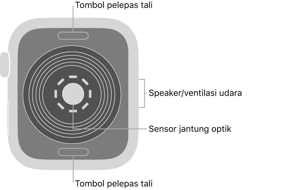 Bagian belakang Apple Watch SE, dengan tombol pelepas tali di bagian atas dan bawah, sensor jantung optik di bagian tengah, dan speaker/ventilasi udara di bagian samping.