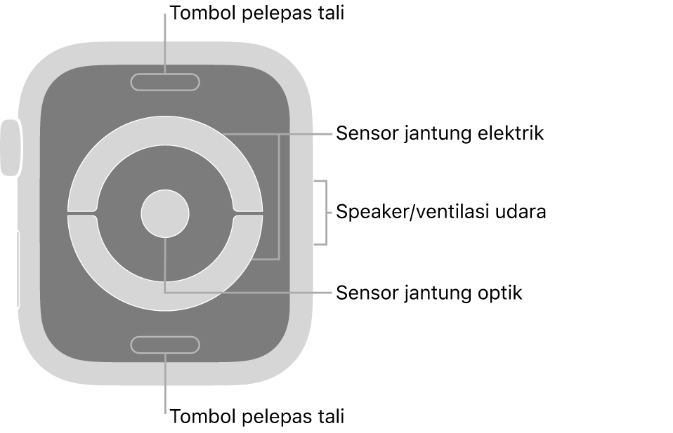 Bagian belakang Apple Watch Series 4 dan Apple Watch Series 5, dengan tombol pelepas tali di bagian atas dan bawah, sensor jantung elektrik dan sensor jantung optik di bagian tengah, dan speaker/ventilasi udara di bagian samping jam.