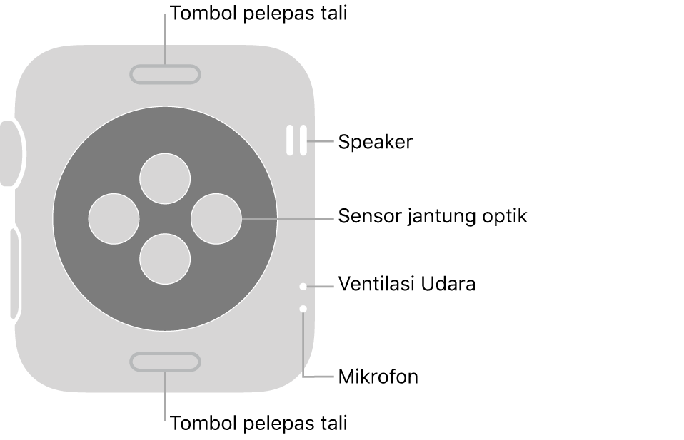Bagian belakang Apple Watch Series 3, dengan tombol pelepas tali di bagian atas dan bawah, sensor jantung optik di bagian tengah, dan speaker, ventilasi udara, dan mikrofon dari bagian atas ke bawah dekat bagian samping.