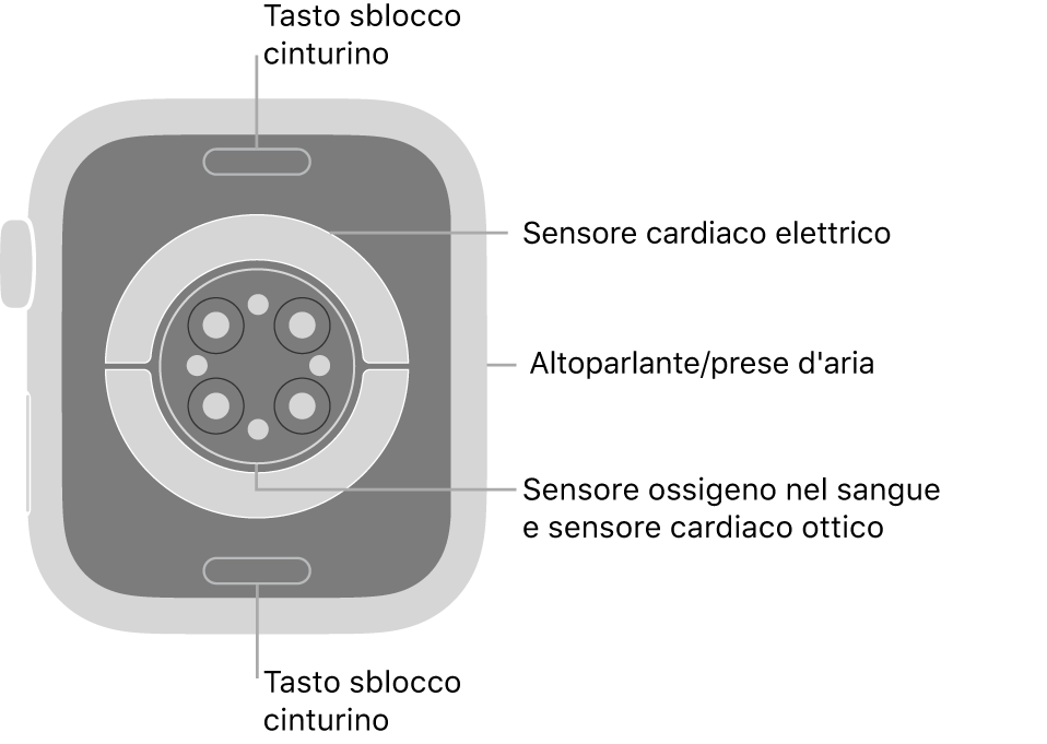 La parte posteriore di Apple Watch Series 7, con i pulsanti di sblocco del cinturino in alto e in basso, i sensori elettrici per il cuore, i sensori ottici per il cuore e i sensori per il livello di ossigeno nel sangue in mezzo, e l'altoparlante e i condotti di ventilazione sul lato.