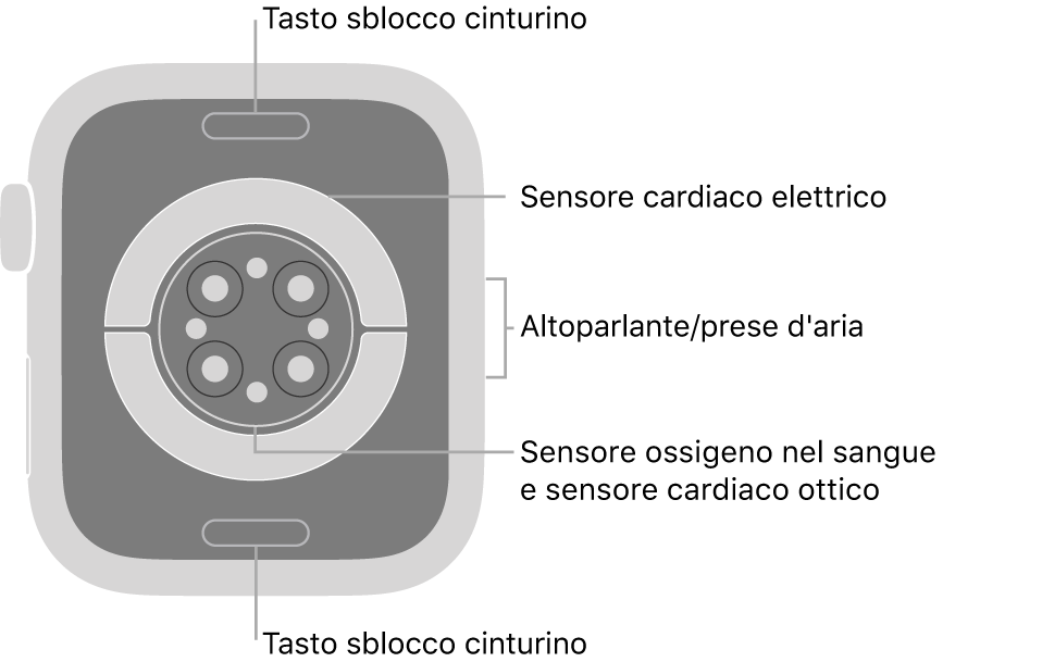 La parte posteriore di Apple Watch Series 6, con i pulsanti di sblocco del cinturino in alto e in basso, i sensori elettrici per il cuore, i sensori ottici per il cuore e i sensori per il livello di ossigeno nel sangue in mezzo, e l'altoparlante e i condotti di ventilazione sul lato.