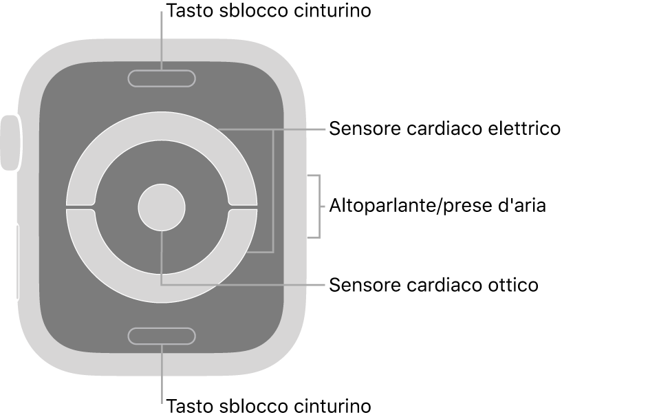 La parte posteriore di Apple Watch Series 4 e Apple Watch Series 5, con i pulsanti di sblocco del cinturino in alto e in basso, i sensori elettrici per il cuore e i sensori ottici per il cuore in mezzo, e l’altoparlante e i condotti di ventilazione sul lato dell’orologio.