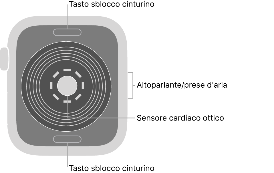 La parte posteriore di Apple Watch SE, con i pulsanti di sblocco del cinturino in alto e in basso, il sensore ottico per il cuore in mezzo, e l'altoparlante e i condotti di ventilazione sul lato.