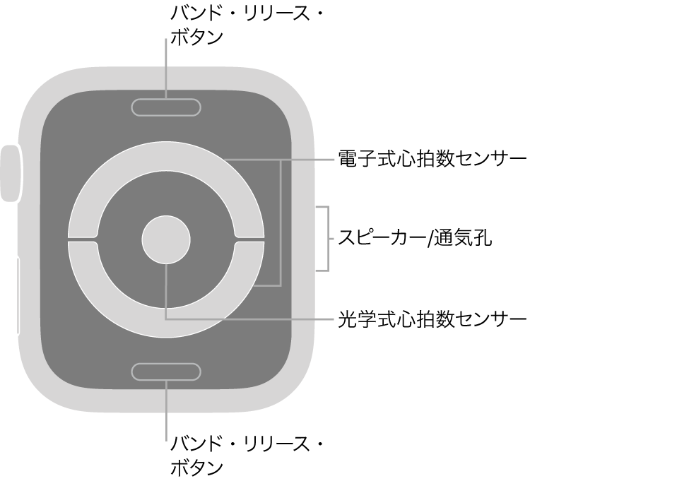 Apple Watch Series 4およびApple Watch Series 5の背面で、上下にバンド・リリース・ボタン、中央に電気式心拍数センサー、光学式心拍数センサー、側面にスピーカー/通気孔があります。