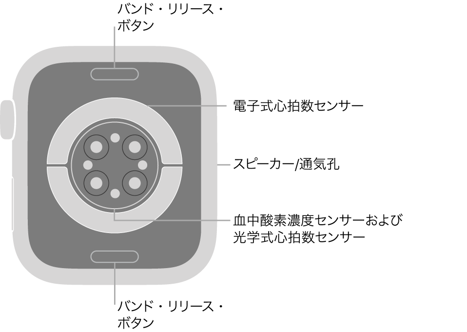 Apple Watch Series 7の背面で、上下にバンド・リリース・ボタン、中央に電気式心拍数センサー、光学式心拍数センサー、血液酸素ウェルネスセンサー、側面にはスピーカー/通気孔があります。