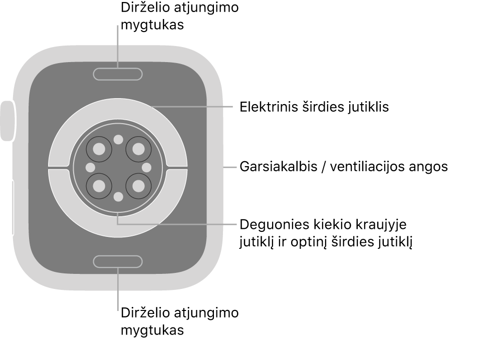 „Apple Watch Series 7“ galinė pusė, dirželio atjungimo mygtukai viršuje ir apačioje, elektriniai širdies jutikliai, optiniai širdies jutikliai ir deguonies kraujyje matavimo jutikliai viduryje bei garsiakalbis / ventiliacijos angos šone.