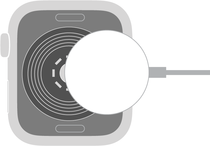 Apple Watch magnētiskā uzlādes kabeļa ieliektais gals magnēta iedarbībā pievelkas Apple Watch pulksteņa aizmugurei.
