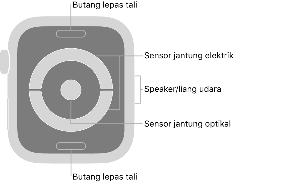 Bahagian belakang Apple Watch Series 4 dan Apple Watch Series 5, dengan butang lepaskan tali di atas dan bawah, sensor jantung elektrik dan sensor jantung optik di tengah serta speaker/liang udara pada bahagian sisi jam.