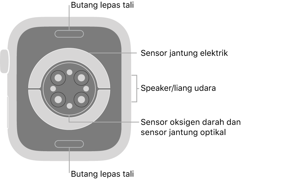 Bahagian belakang Apple Watch Series 6, dengan butang lepaskan tali di atas dan bawah, sensor jantung elektrik, sensor jantung optik dan sensor oksigen darah di tengah serta speaker/liang udara pada bahagian sisi.