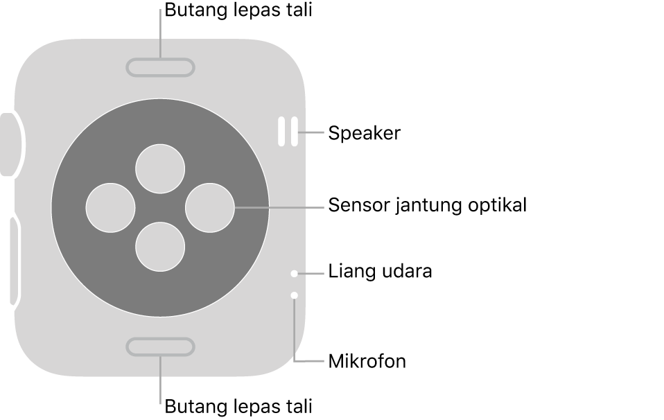 Bahagian belakang Apple Watch Series 3, dengan butang lepaskan tali di atas dan bawah, sensor jantung optik di tengah serta speaker, liang udara dan mikrofon dari atas ke bawah berdekatan bahagian sisi.