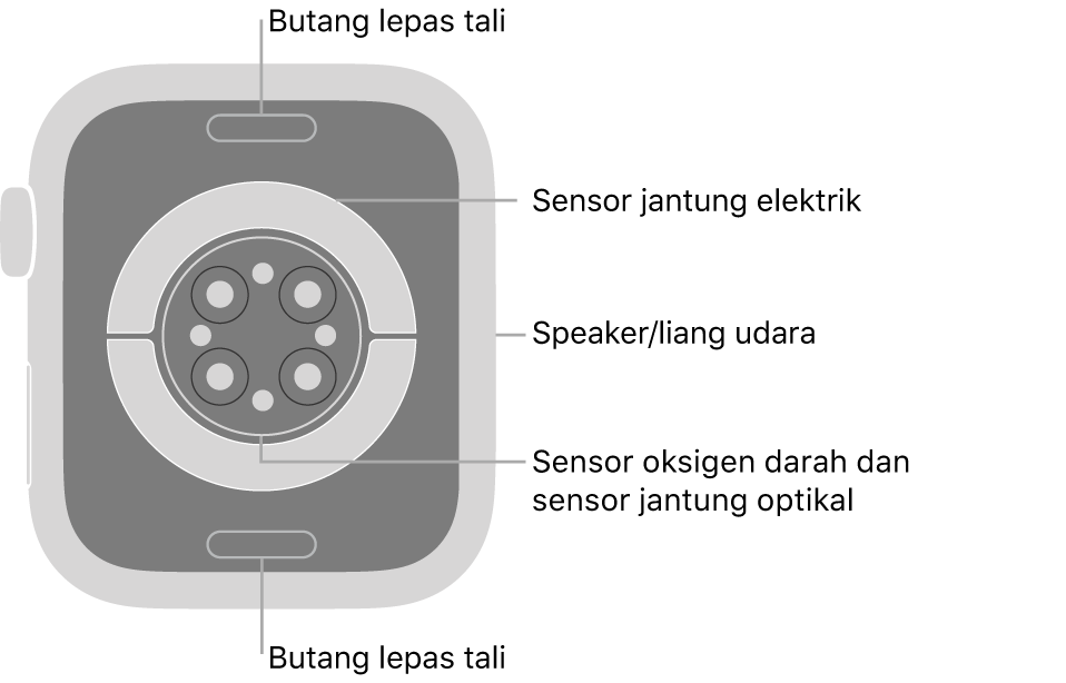 Bahagian belakang Apple Watch Series 7, dengan butang lepaskan tali di atas dan bawah, sensor jantung elektrik, sensor jantung optik dan sensor oksigen darah di tengah serta speaker/liang udara pada bahagian sisi.