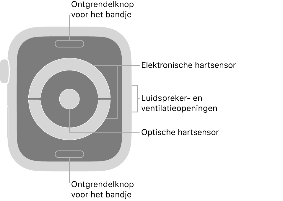 De achterkant van de Apple Watch Series 4 en Apple Watch Series 5, met aan de boven- en onderkant de ontgrendelknoppen van het bandje, in het midden de elektrische hartsensoren en optische hartsensor, en aan de zijkant de luidspreker- en ventilatieopeningen.