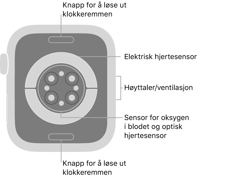 Baksiden av Apple Watch Series 6, med remutløserknappene øverst og nederst, de elektriske pulssensorene, de optiske pulssensorene og sensorene for oksygen i blodet i midten og høyttaleren/luftventilene på siden.