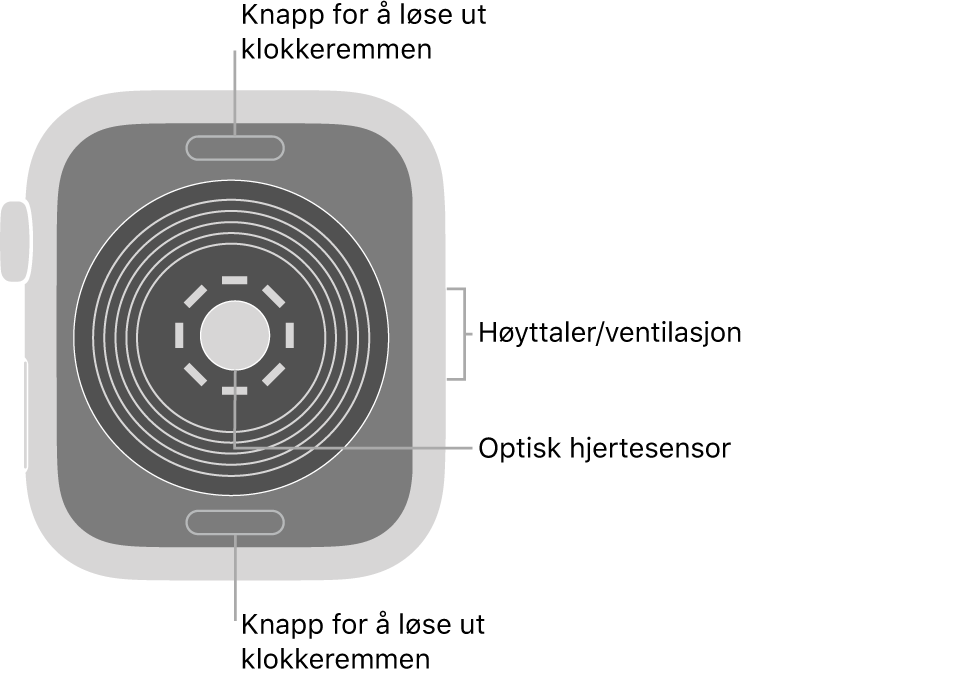 Baksiden av Apple Watch SE, med remutløserknappene øverst og nederst, den optiske pulssensoren i midten og høyttaleren/luftventilene på siden.