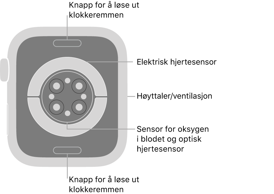 Baksiden av Apple Watch Series 7, med remutløserknappene øverst og nederst, de elektriske pulssensorene, de optiske pulssensorene og sensorene for oksygen i blodet i midten, og høyttaleren/luftventilene på siden.