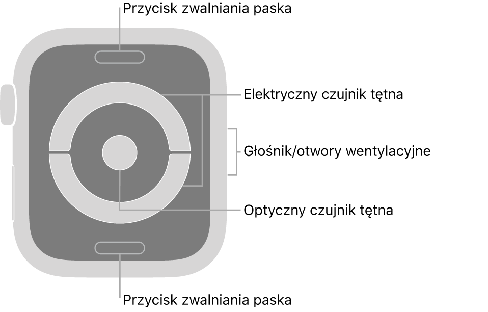 Apple Watch Series 4 i Apple Watch Series 5 widziany z tyłu. Na górze i na dole znajdują się przyciski zwalniania paska. Na środku znajdują się: elektryczne czujniki tętna oraz optyczny czujnik tętna. Z boku znajdują się otwory głośnika i wentylacji.