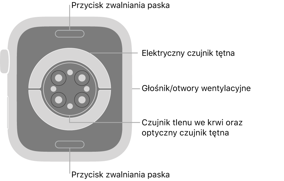 Apple Watch Series 7 widziany z tyłu. Na górze i na dole znajdują się przyciski zwalniania paska. Na środku znajdują się: elektryczne czujniki tętna, optyczne czujniki tętna oraz czujniki tlenu we krwi. Z boku znajdują się otwory głośnika i wentylacji.