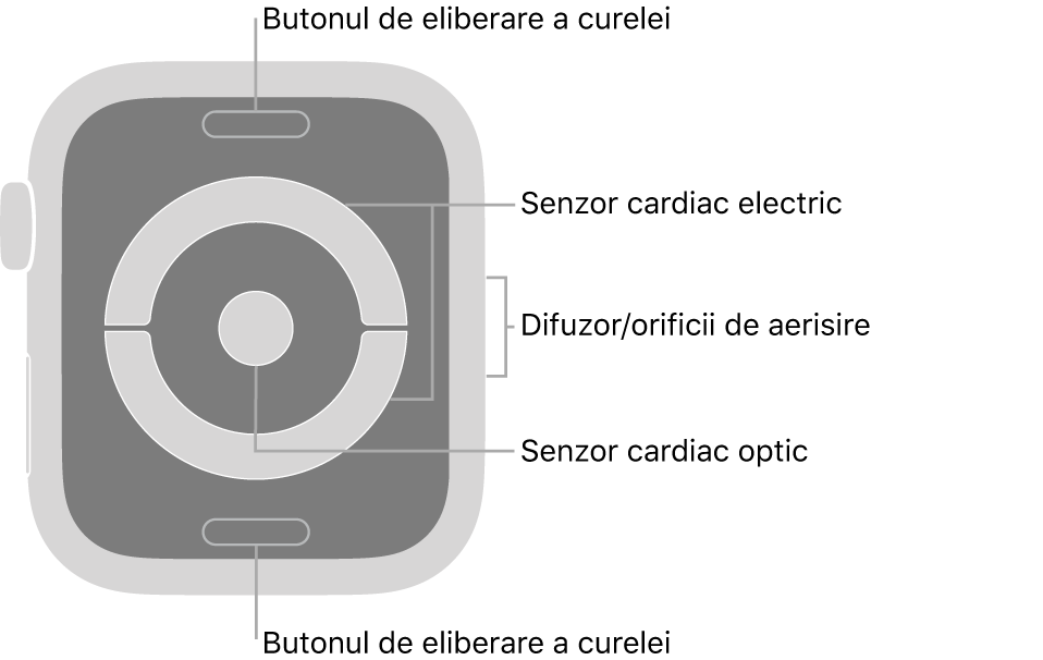 Spatele modelelor Apple Watch Series 4 și Apple Watch Series 5, cu butoanele de eliberare a brățării în partea de sus și de jos, senzorii cardiaci electrici și senzorul cardiac optic în mijloc și difuzorul/orificiile de ventilare pe partea laterală a Watch‑ului.