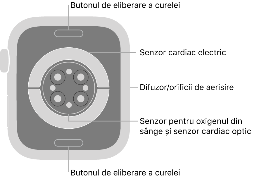 Spatele dispozitivului Apple Watch Series 7, cu butoanele de eliberare a brățării în partea de sus și de jos, senzorii cardiaci electrici, senzorii cardiaci optici și senzorii pentru oxigenul din sânge în mijloc și difuzorul/orificiile de ventilare pe partea laterală.