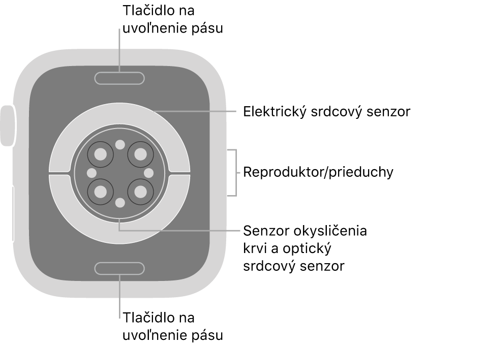 Zadná strana hodiniek Apple Watch Series 6. Navrchu a naspodku sa nachádzajú tlačidlá na uvoľnenie remienka. V strede sú umiestnené elektrické srdcové senzory, optické srdcové senzory a senzory saturácie kyslíkom a naboku reproduktor/prieduchy.