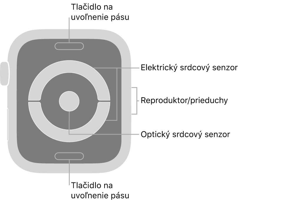 Zadná strana hodiniek Apple Watch Series 4 a Apple Watch Series 5. Navrchu a naspodku sa nachádzajú tlačidlá na uvoľnenie pásu. V strede sú umiestnené elektrické srdcové senzory a optický srdcový senzor a naboku reproduktor/prieduchy.