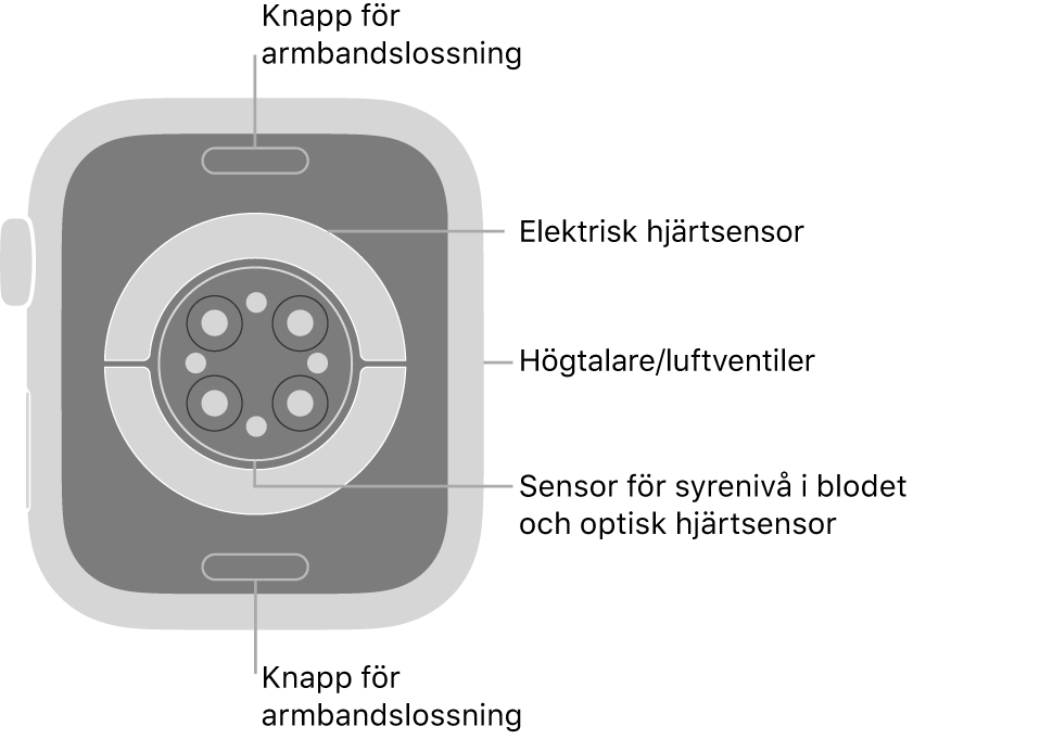 Baksidan på Apple Watch Series 7 med knapparna för armbandslossning högst upp och längst ned, de elektriska hjärtsensorerna, optiska hjärtsensorerna och sensorerna för syrenivån i blodet i mitten och högtalaren/luftventiler på sidan.
