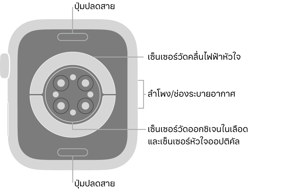 ด้านหลังของ Apple Watch Series 6 ที่มีปุ่มปลดสายที่ด้านบนสุดและที่ด้านล่างสุด เซ็นเซอร์หัวใจแบบไฟฟ้า เซ็นเซอร์หัวใจแบบออปติคัล และเซ็นเซอร์ออกซิเจนในเลือดที่ตรงกลาง และลำโพง/ช่องระบายอากาศที่ด้านข้าง