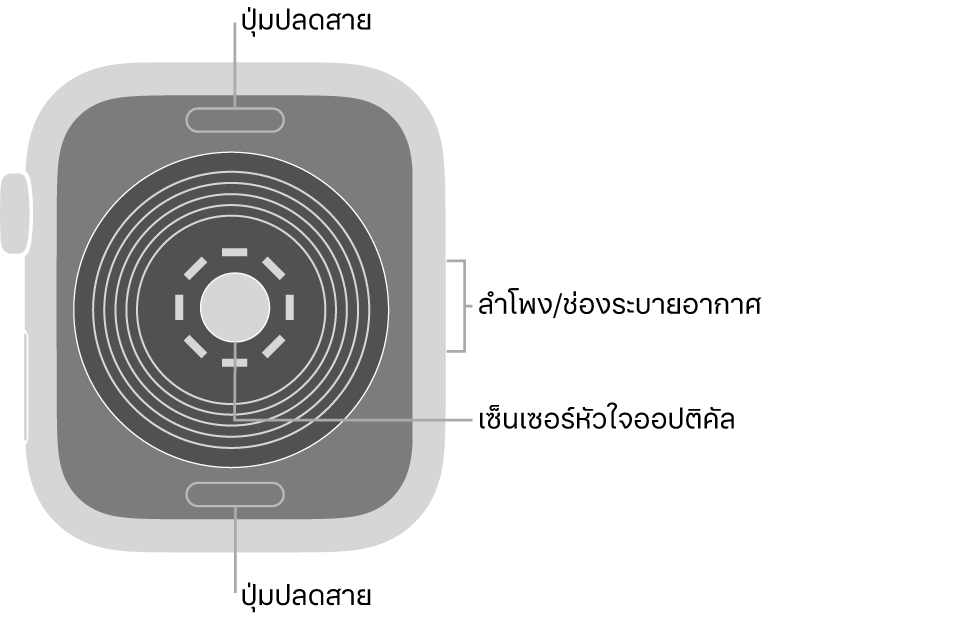 ด้านหลังของ Apple Watch SE ที่มีปุ่มปลดสายที่ด้านบนสุดและที่ด้านล่างสุด เซ็นเซอร์หัวใจแบบออปติคัลที่ตรงกลาง และลำโพง/ช่องระบายอากาศที่ด้านข้าง