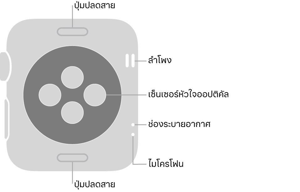 ด้านหลังของ Apple Watch Series 3 ที่มีปุ่มปลดสายที่ด้านบนสุดและที่ด้านล่างสุด เซ็นเซอร์หัวใจแบบออปติคัลที่ตรงกลาง และลำโพง/ช่องระบายอากาศใกล้ๆ กับด้านข้างของนาฬิกาจากด้านบนสุดถึงด้านล่างสุด