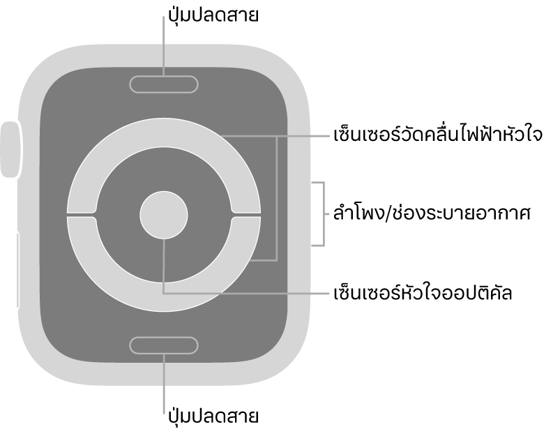 ด้านหลังของ Apple Watch Series 4 และ Apple Watch Series 5 ที่มีปุ่มปลดสายที่ด้านบนสุดและที่ด้านล่างสุด เซ็นเซอร์หัวใจแบบไฟฟ้าและเซ็นเซอร์หัวใจแบบออปติคัลที่ตรงกลาง และลำโพง/ช่องระบายอากาศที่ด้านข้างของนาฬิกา