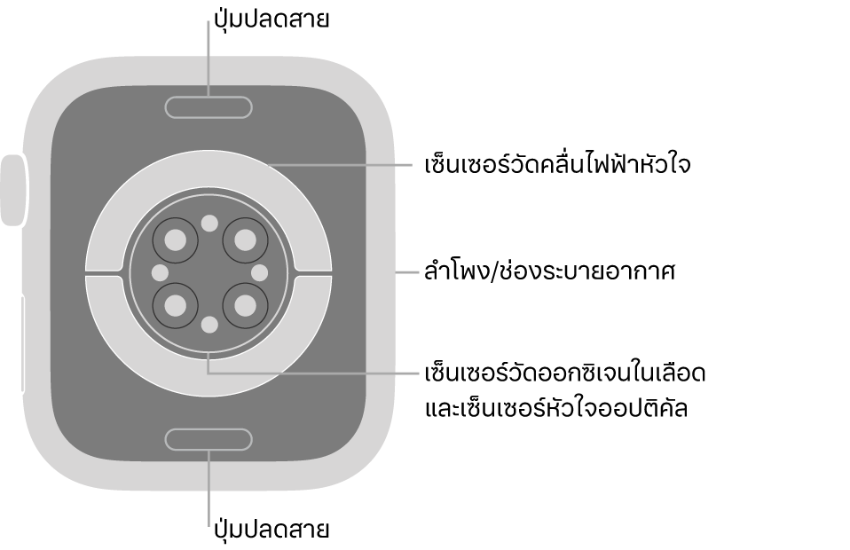 ด้านหลังของ Apple Watch Series 7 ที่มีปุ่มปลดสายที่ด้านบนสุดและที่ด้านล่างสุด เซ็นเซอร์หัวใจแบบไฟฟ้า เซ็นเซอร์หัวใจแบบออปติคัล และเซ็นเซอร์ออกซิเจนในเลือดที่ตรงกลาง และลำโพง/ช่องระบายอากาศที่ด้านข้าง