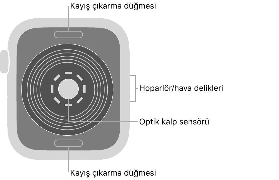 Üstte ve altta kayış çıkarma düğmeleri, ortada optik kalp sensörü ve yanda hoparlör/hava boşlukları ile Apple Watch SE’nin arkası.