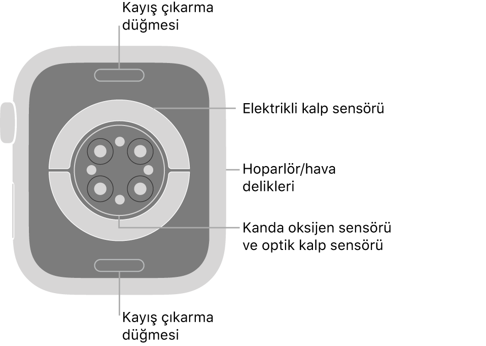 Üstte ve altta kayış çıkarma düğmeleri, ortada elektrikli kalp sensörleri, optik kalp sensörleri ve kanda oksijen sensörleri, yanda da hoparlör/havalandırma delikleri ile Apple Watch Series 7’nin arkası.