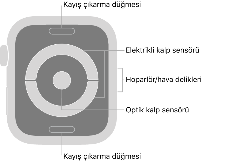 Üstte ve altta kayış çıkarma düğmeleri, ortada elektrikli kalp sensörleri ve optik kalp sensörü, yanda da hoparlör/hava boşlukları ile Apple Watch Series 4 ve Apple Watch Series 5’in arkası.