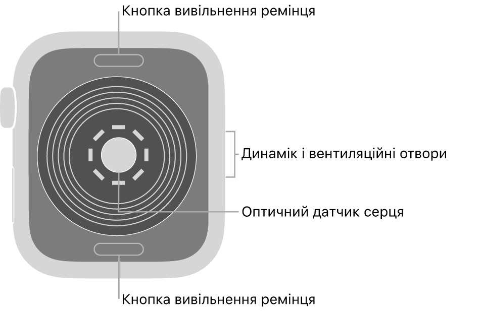 Задня панель Apple Watch SE із кнопками вивільнення ремінця вгорі та внизу, оптичним датчиком серця посередині, а також динаміком/вентиляційними отворами збоку.