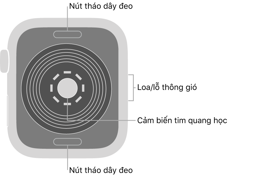 Mặt sau của Apple Watch SE, với các nút tháo dây ở trên cùng và dưới cùng, các cảm biến tim quang học ở giữa và loa/lỗ thông gió trên sườn.