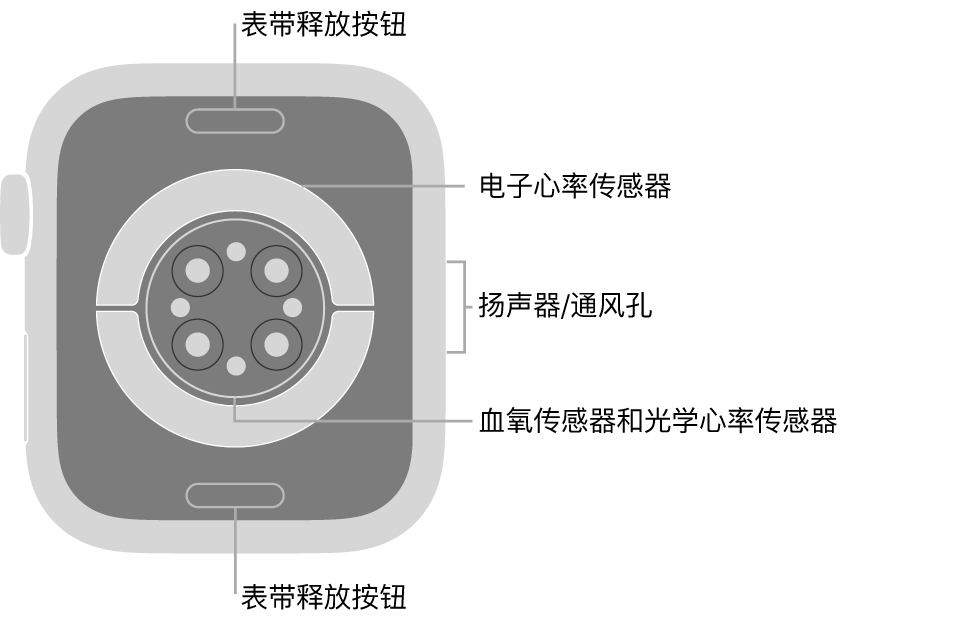 Apple Watch Series 6 的背面，顶部和底部是表带释放按钮，中间是电子心率传感器、光学心率传感器和血氧传感器，侧边是扬声器/通风孔。