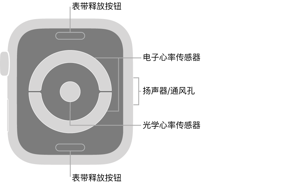 Apple Watch Series 4 和 Apple Watch Series 5 的背面，顶部和底部是表带释放按钮，中间是电子心率传感器和光学心率传感器，手表侧边是扬声器/通风孔。