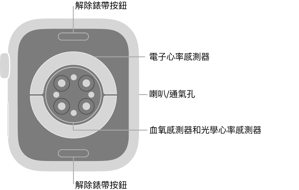 Apple Watch Series 7 的背面，在頂部和底部的解除錶帶按鈕，中間的電子心率感測器、光學心率感測器和血氧感測器，以及側邊的喇叭/通氣孔。