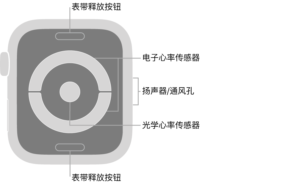 Apple Watch Series 4 和 Apple Watch Series 5 的背面，顶部和底部是表带释放按钮，中间是电子心率传感器和光学心率传感器，手表侧边是扬声器/通风孔。