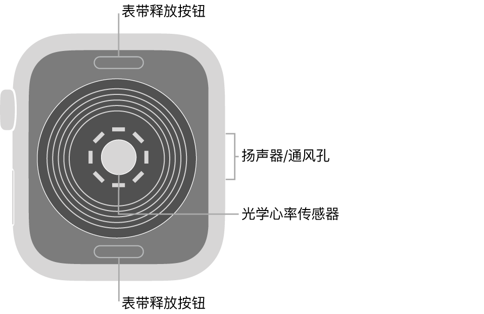 Apple Watch SE 的背面，顶部和底部是表带释放按钮，中间是光学心率传感器，侧边是扬声器/通风孔。