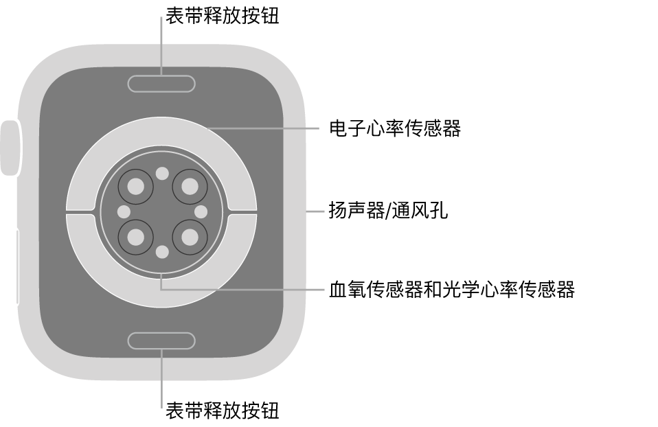 Apple Watch Series 7 的背面，顶部和底部是表带释放按钮，中间是电子心率传感器、光学心率传感器和血氧传感器，侧边是扬声器/通风孔。