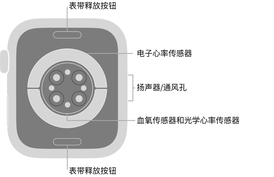 Apple Watch Series 6 的背面，顶部和底部是表带释放按钮，中间是电子心率传感器、光学心率传感器和血氧传感器，侧边是扬声器/通风孔。