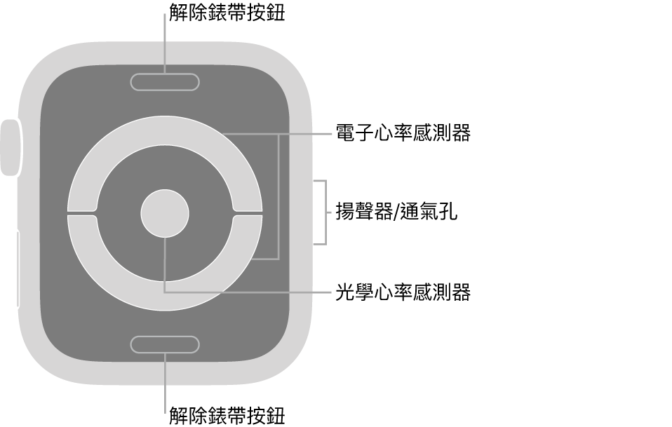 Apple Watch Series 4 和 Apple Watch Series 5 的背面，頂端和底部為解除錶帶按鈕，中央為電子心率感測器和光學心率感測器，而側邊為揚聲器/通氣孔。